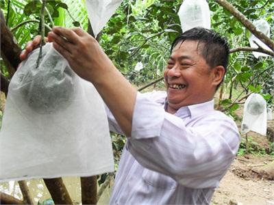 Cách Tiêu Hủy Sâu Đục Trái Bưởi Bằng Nước Vôi