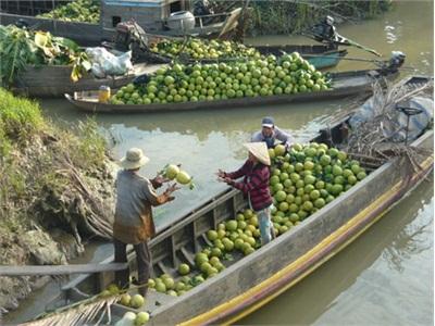 Hồi Sinh Bưởi Năm Roi