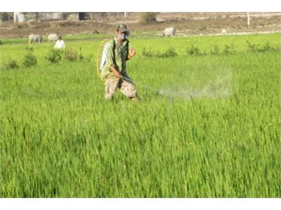 Xây Dựng Cánh Đồng Mẫu Lớn Giúp Nông Dân Tăng Cường Ứng Dụng Kỹ Thuật Vào Sản Xuất