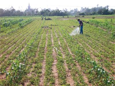 Đậu Phụng Trên Đảo Lý Sơn (Quảng Ngãi)