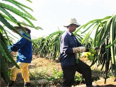 Thanh Long Ruột Đỏ Và Cuộc Hành Trình Đạt Tiêu Chuẩn VietGAP