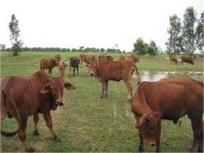 Bò Thiếu Thức Ăn, Người Nuôi Lo Lắng