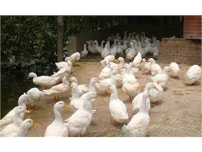 Đồng Tháp Giao Nhận Con Giống Vật Tư Thực Hiện Mô Hình Chăn Nuôi Vịt Thịt An Toàn Sinh Học Gắn Với Tiêu Thụ.