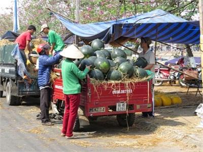 Dưa Hấu Mất Mùa, Mất Giá Người Trồng Lao Đao