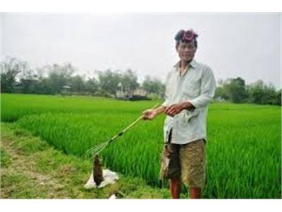 Chất Chà Phương Pháp Mới Bắt Chuột Đồng Hiệu Quả