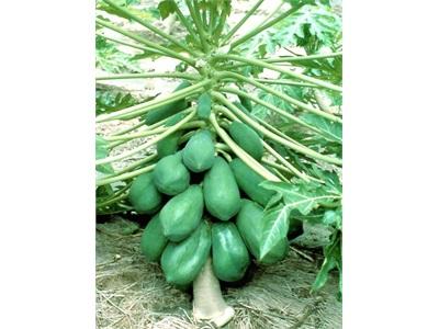 Để Cây Đu Đủ Thấp Lùn Dễ Thu Hoạch Trái