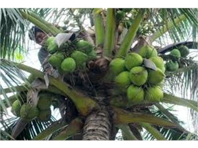 Giá Dừa Tăng, Nhà Vườn Phấn Khởi