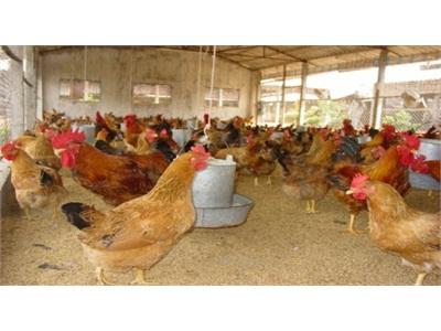 Giá Gia Cầm Tăng 20.000 - 25.000 Đồng/kg
