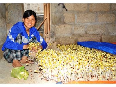 Lạ Lẫm Rau Giá Đậu Ngự