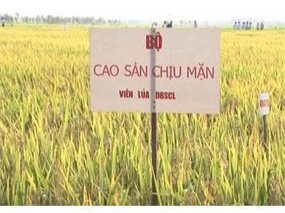 Những Giống Lúa Thích Hợp Cho Vụ Lúa Hè Thu