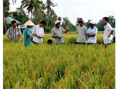 5 Loại Giống Triển Vọng Với Vùng Đất Phèn Mặn