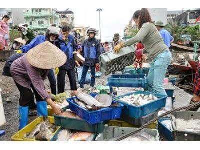 Quảng Ninh Khai Thác Thuỷ Sản Những Tháng Đầu Năm Sản Lượng Khá, Giá Ổn Định