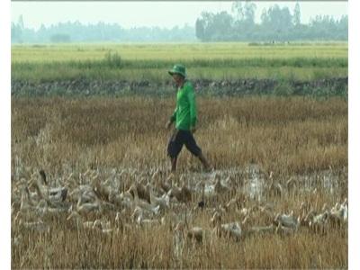 Ngã Năm (Sóc Trăng) Kiểm Soát Tốt Đàn Vịt Chạy Đồng