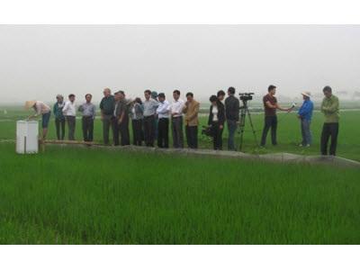 Mô Hình Sản Xuất Lúa Giảm Phát Thải Khí Nhà Kính Tại Thanh Tân (Thái Bình)
