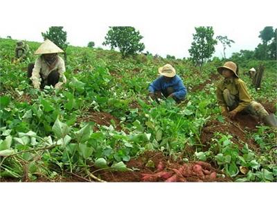 Đã Ngăn Chặn Thương Nhân Trung Quốc Mua Lá Khoai Lang