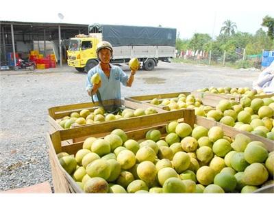 Miền Tây Úa Mùa Trái Chín