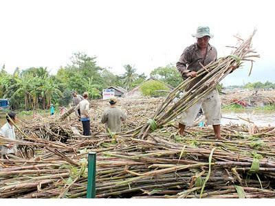 Ngành Mía Đường Trước Nguy Cơ Phá Sản