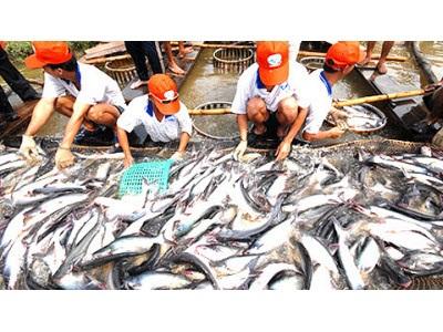 Giá Cá Tra Tăng, Người Nuôi Lãi Khoảng 3.000 Đồng/kg