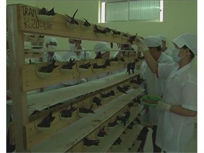 Khánh Hoà Triển Khai Thực Hiện Quy Định Tạm Thời Quản Lý Nuôi Chim Yến
