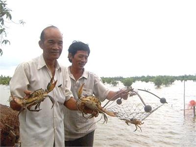 Kỹ Thuật Nuôi Cua Thương Phẩm Trong Ao Đất