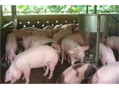 Cách Nuôi Heo Rừng Lai Tận Dụng Nguồn Thức Ăn Tự Nhiên