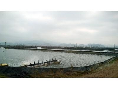 Nuôi Trồng Thuỷ Sản Vụ Xuân Hè Ở Quảng Yên (Quảng Ninh) Cần Cảnh Giác Với Dịch Bệnh