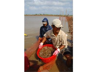 Tôm Việt Liên Tục Bị Cảnh Báo Oxytetraxycline