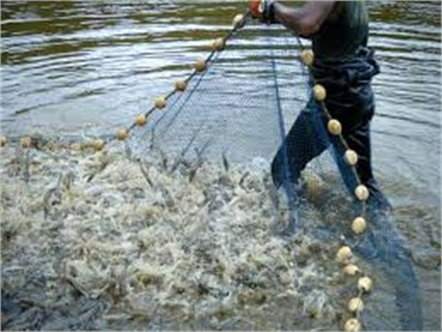 Hội Thảo Bàn Giải Pháp Quản Lý Vùng Nuôi Tôm Tỉnh Cà Mau