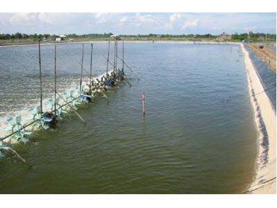 Nuôi Tôm Nước Lợ Bằng Công Nghệ Nước Xanh