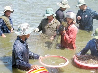 Nuôi Tôm Thẻ Trong Vùng Nước Ngọt Lợi Trước Mắt, Thiệt Lâu Dài!