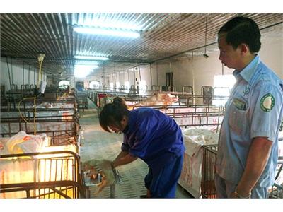 Trại Lợn Âm Tính Với Dịch Bệnh