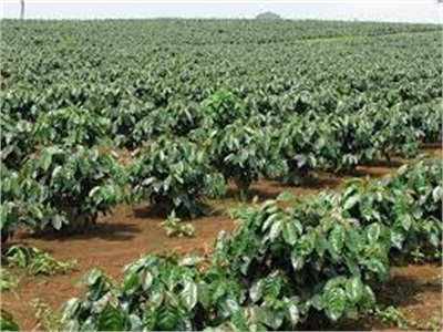 Nguy Cơ Đổ Vỡ Đề Án Phát Triển Cà Phê Bền Vững