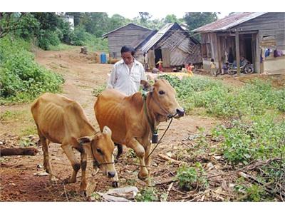Tái Cơ Cấu Ngành Chăn Nuôi