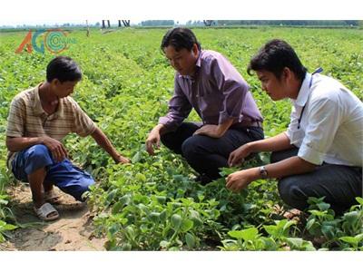 Rau Tần Dày Lá Phát Triển Ở Lương Phi (An Giang)