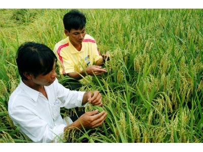 Sẽ Sản Xuất Giống Lúa 800 USD/tấn Cơ Hội Thăng Hạng Cho Gạo Việt