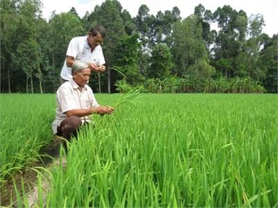 Triển Vọng Từ Câu Lạc Bộ Sản Xuất Lúa Giống Xã Bình Thạnh Trung (Đồng Tháp)