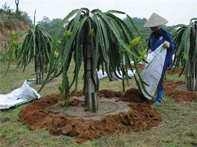 Khó Quản Lý Sản Xuất, Kinh Doanh Phân Bón