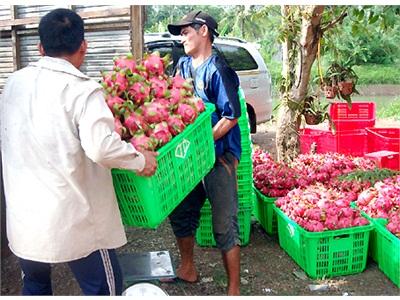 Giá Thanh Long Ruột Đỏ Giảm Hơn Một Nửa