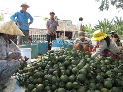 Cam Sành Lãi Trên 1 Tỷ/ha