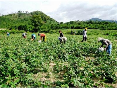 Vĩnh Thạnh (Bình Định) Mất Mùa Đậu Đen