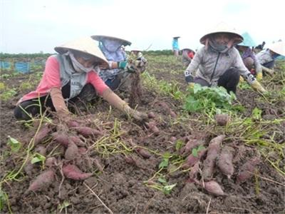 Khoai Lang Tím Nhật Vừa Trồng Vừa Lo