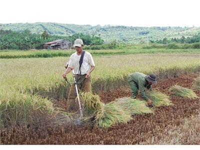 Krông Nô Được Mùa Cây Lương Thực Vụ Đông Xuân