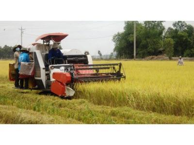 Mánh Khóe Bơm Nước Vào Ruộng Lúa Để Tăng Trọng Lượng - Lợi Bất Cập Hại