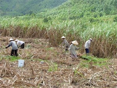 Công Ty Cổ Phần Đường Bình Định