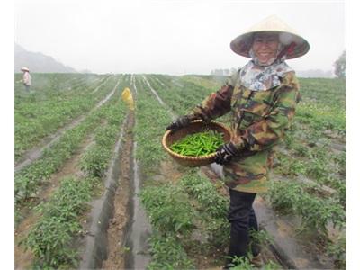 Trồng Ớt Nhận Lương