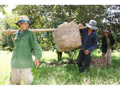 Sầu Riêng Khánh Sơn Canh Tác Hợp Lý Để Tăng Năng Suất, Chất Lượng