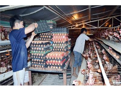Trứng Gà Tân An Vẫn Loay Hoay Tìm Kiếm Thị Trường