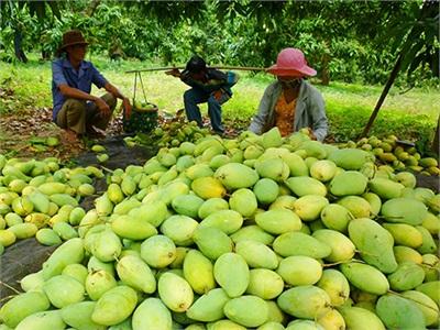 Nghịch Lý Trái Cây Đặc Sản