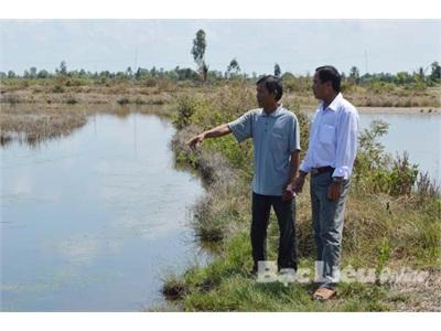Nông Dân Bạc Liêu Điêu Đứng Vì Tôm Thẻ Chân Trắng