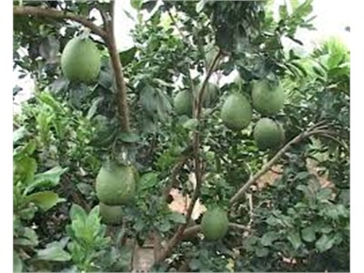 Nông Dân Chuyển 3 Ha Nhãn Sang Trồng Bưởi Da Xanh